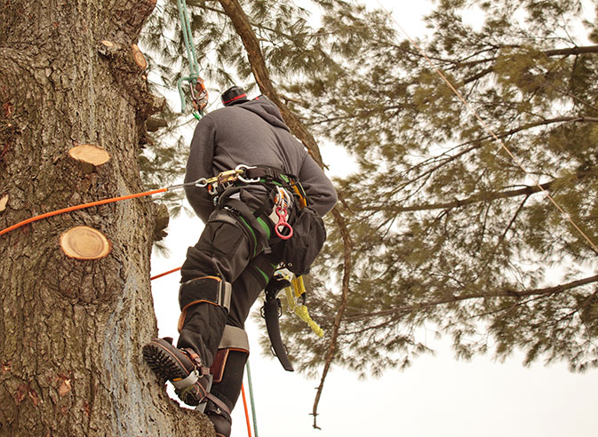 TreePro employee trimming a tree